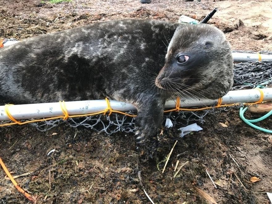 Нерпа из Финского залива погостила в Эстонии, а затем вернулась обратно