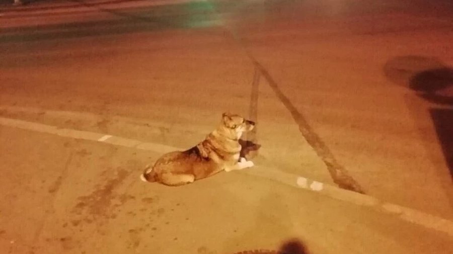 На Каменноостровском проспекте рыжий пес ждет хозяина