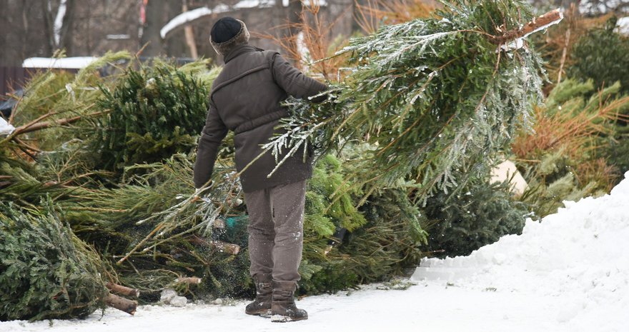 В Петербурге заработали пункты приема новогодних елок