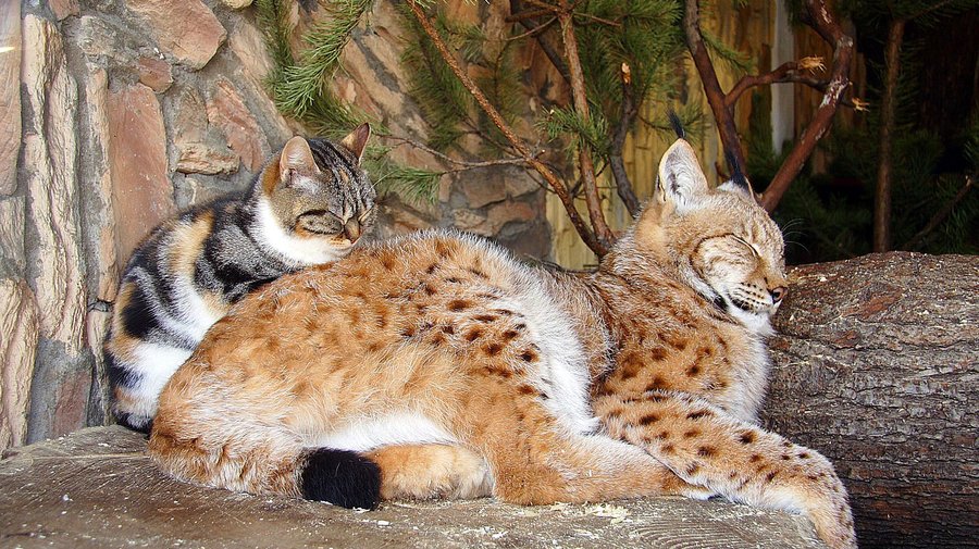 В Ленинградском зоопарке скончалась знаменитая кошка Дуся