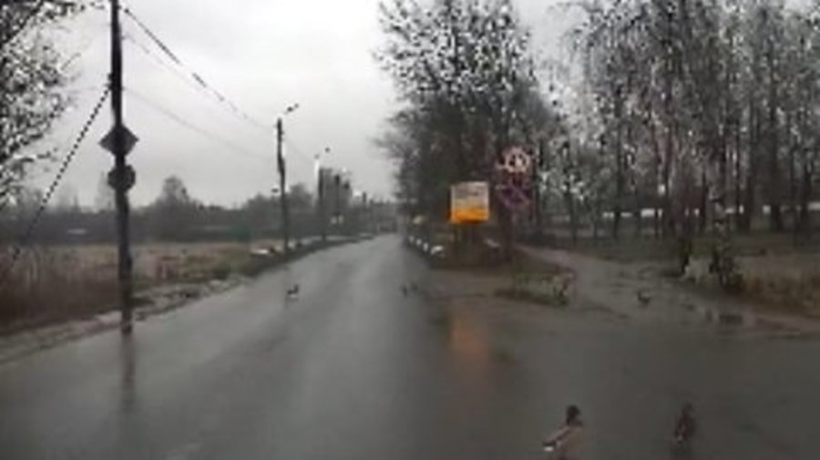 Утки из Красного села не подозревают о существовании ПДД