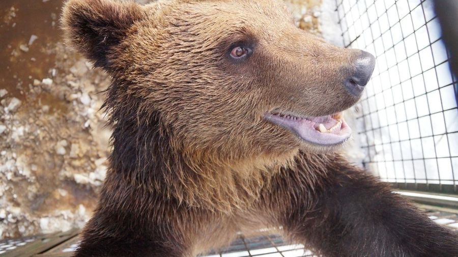 Теплая погода разбудила медведя Потапку