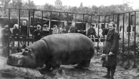 Программа «Зоосад в годы блокады» ко Дню снятия блокады в Ленинградском зоопарке