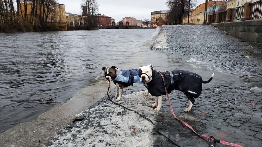 В Петербурге вода поднялась и затопила Стрелку и набережные