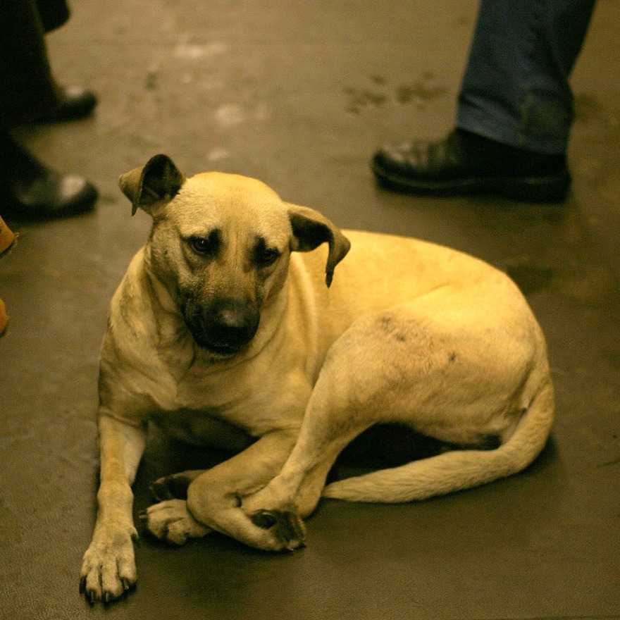 В петербургском метро женщина спасла собаку