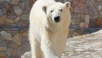 День белого медведя в Ленинградском зоопарке