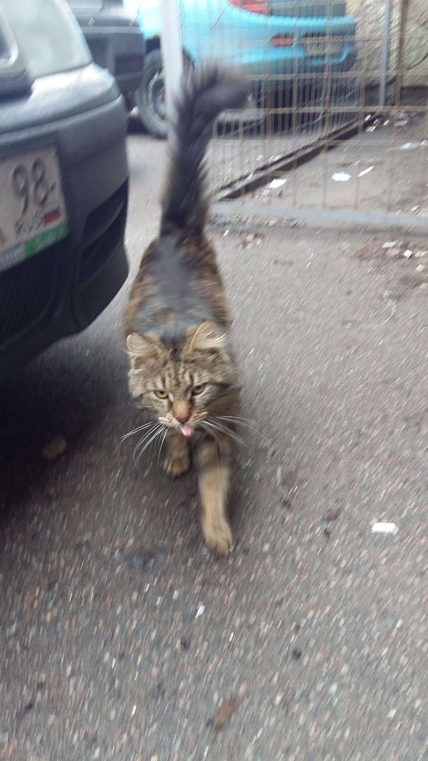 В Сестрорецке пожарные спасли замурованного кота