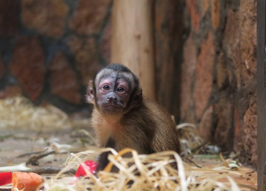 Маленькой обезьянке из Ленинградского зоопарка придумали имя