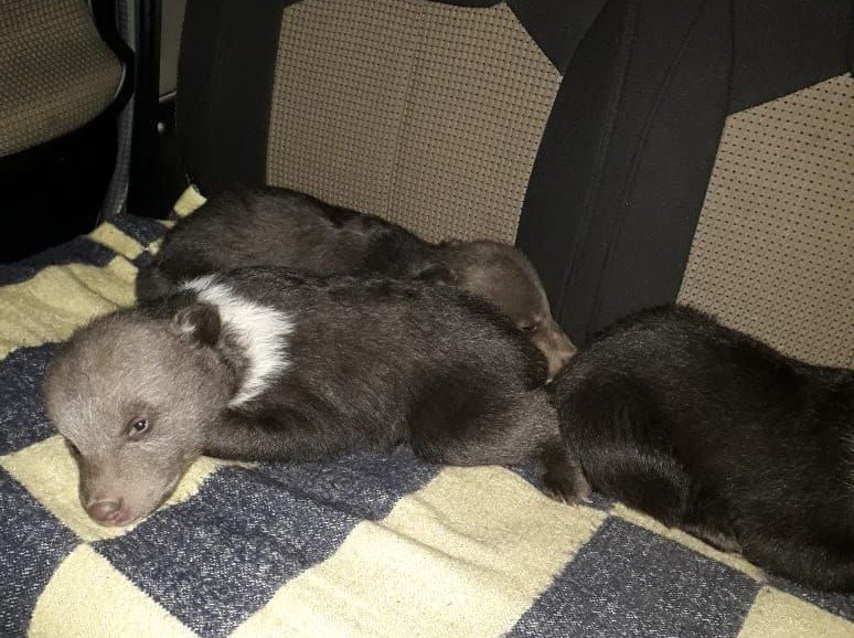 В Ленобласти от холода и голода спасли трех медвежат-сирот
