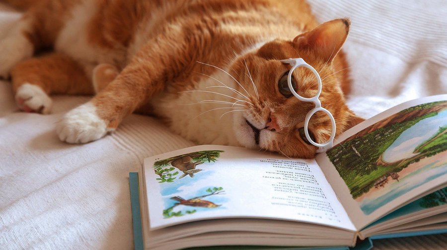 Петербуржцам предложили обменять корм для кошек на книги