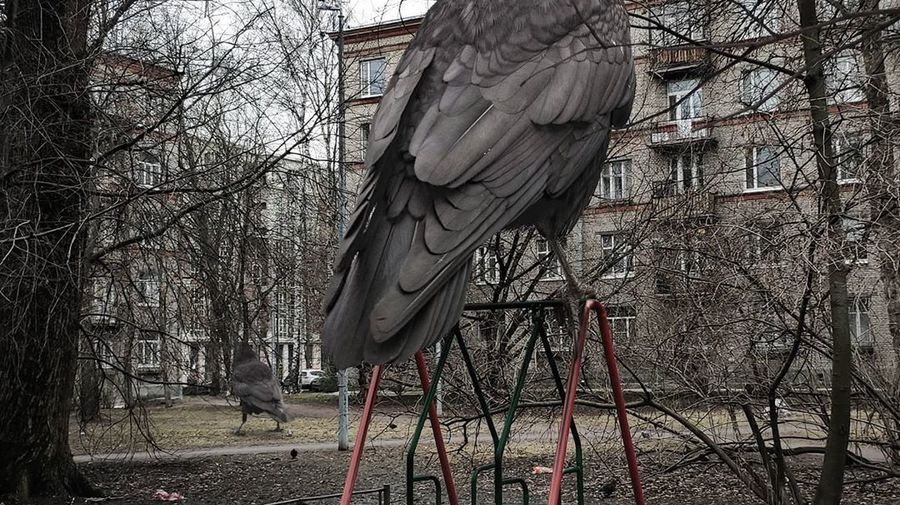 В Северную столицу прилетели гигантские грачи