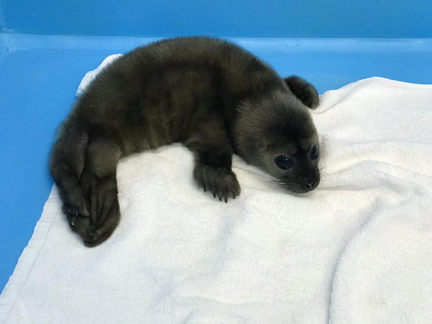 С дрейфующей в Неве льдины спасли уникального детёныша нерпы