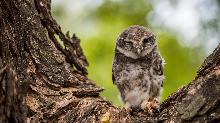 Маленькую сову спасли от ворон в центре Петербурга