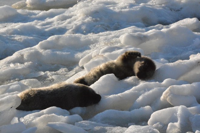Петербуржцы сняли с льдины в Неве еще двух крошечных нерпят