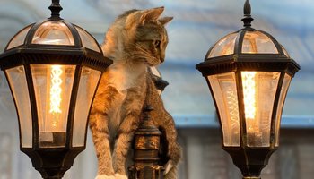 «Республика кошек и котов» просит поддержать своих подопечных и помочь пережить карантин