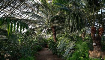 Ботанический сад приглашает прогуляться по оранжереям онлайн 