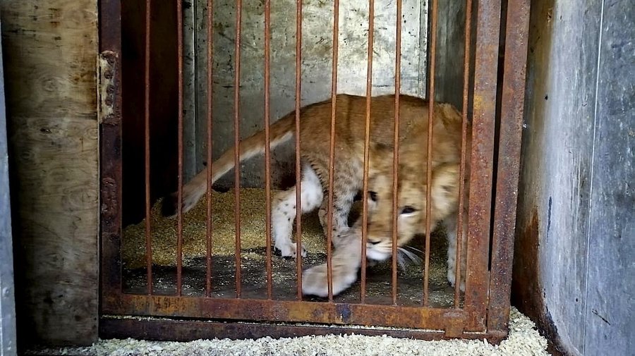 «Велес» борется за маленькую львицу Киару: хозяин требует за животное выкуп в 60 тысяч рублей