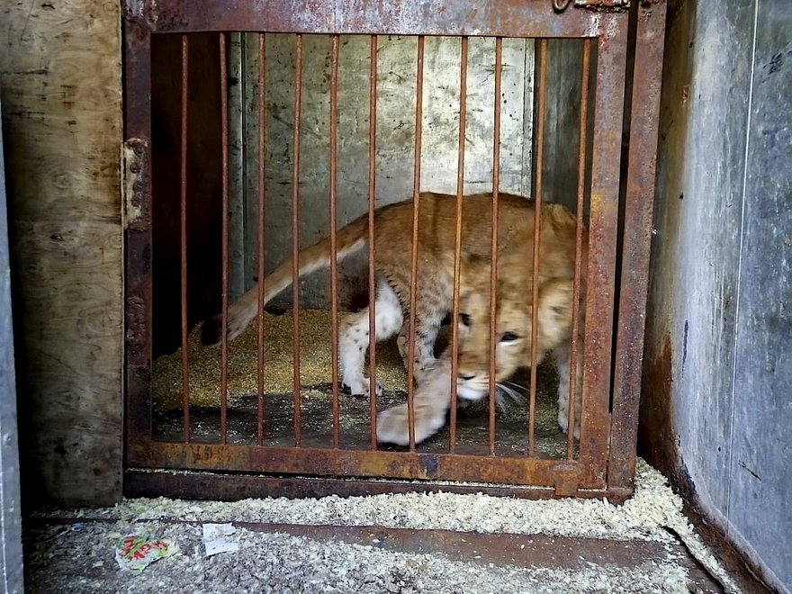 «Велес» борется за маленькую львицу Киару: хозяин требует за животное выкуп в 60 тысяч рублей