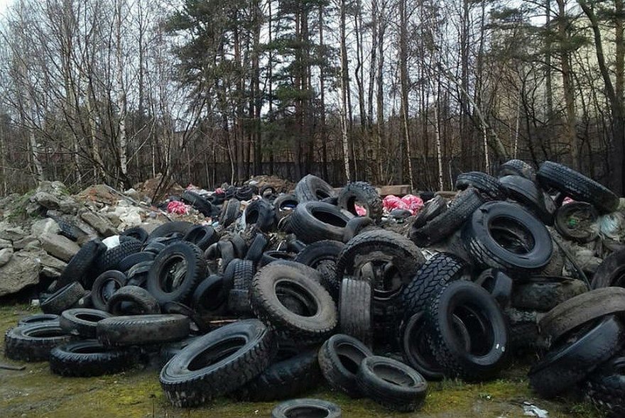 Куча мусора среди деревьев: в Приморском районе образовалась свалка покрышек