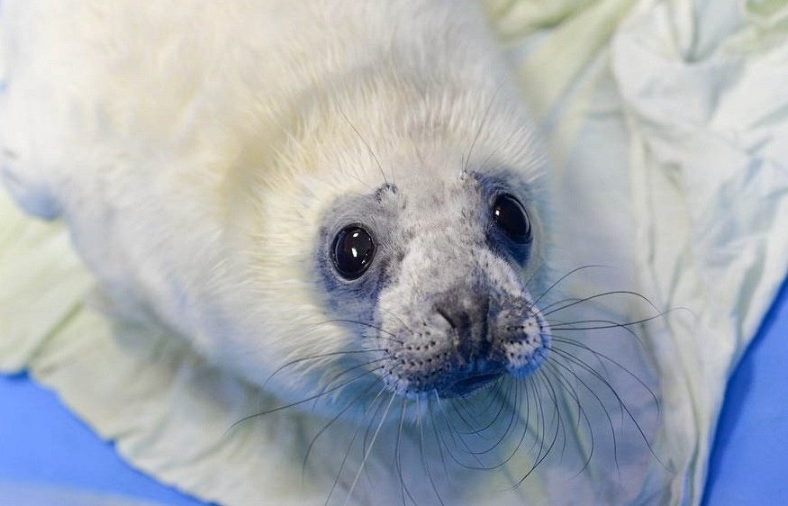 Одиннадцать серых тюленей готовятся стать взрослыми: их скоро отправят на волю