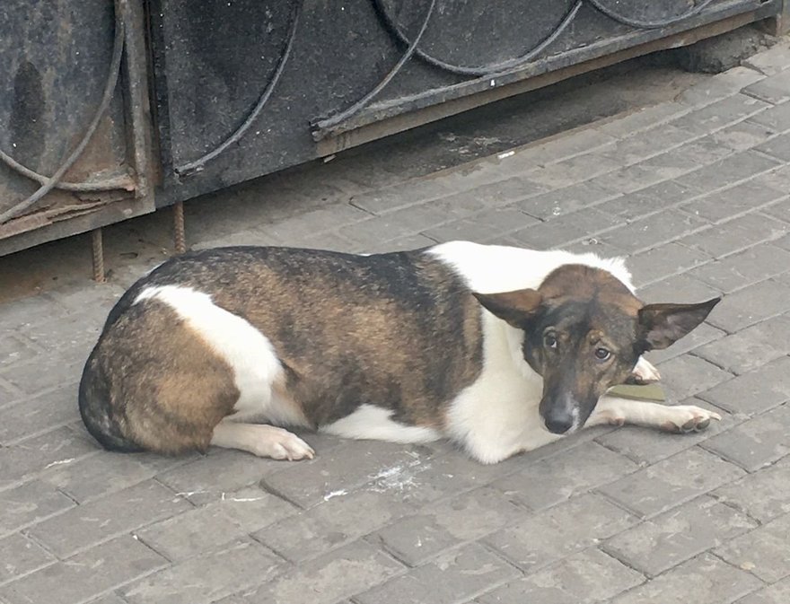 Собака на Сенной площади потеряла хозяев