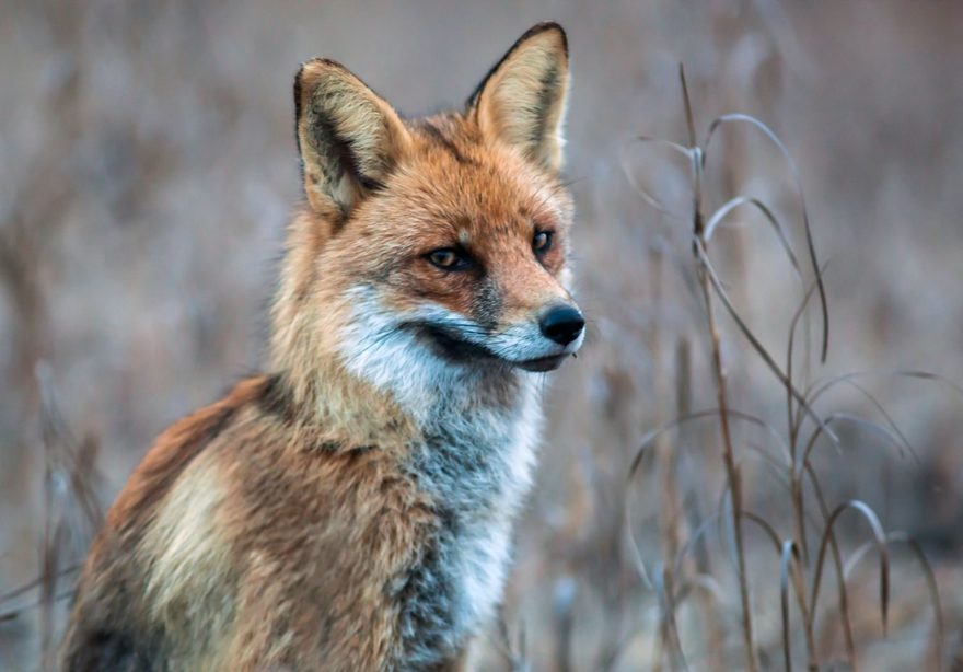Минприроды опубликовало новые правила охоты, из-за которых может погибнуть большое количество ценных видов животных