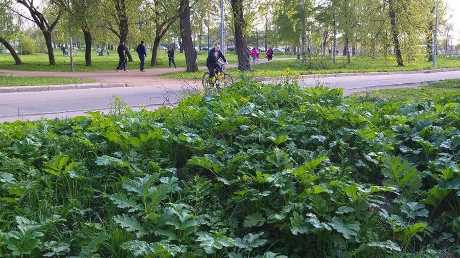 Как в Муринском парке благоустраивают территорию борщевиком