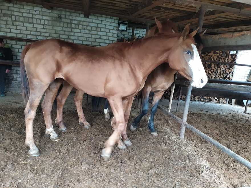 Владелица конюшни в Гатчинском районе просит о помощи в спасении лошади
