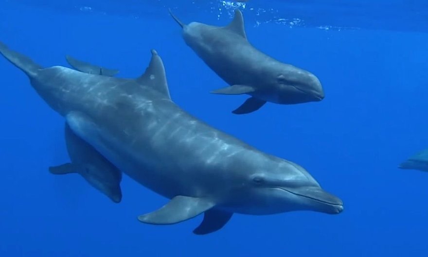 В Финляндии заметили дельфинов, которых последний раз видели в 1953 году
