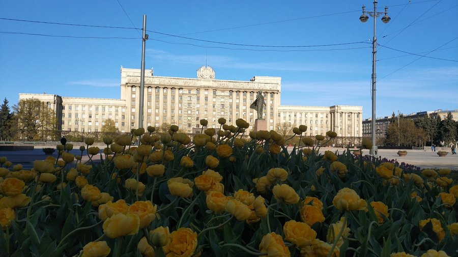 300 тысяч тюльпанов распустятся в Северной столице ко Дню города