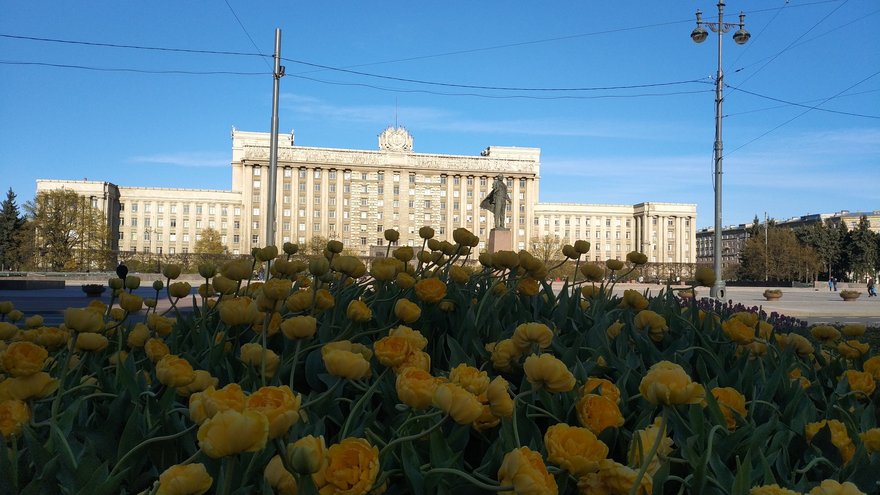 300 тысяч тюльпанов распустятся в Северной столице ко Дню города
