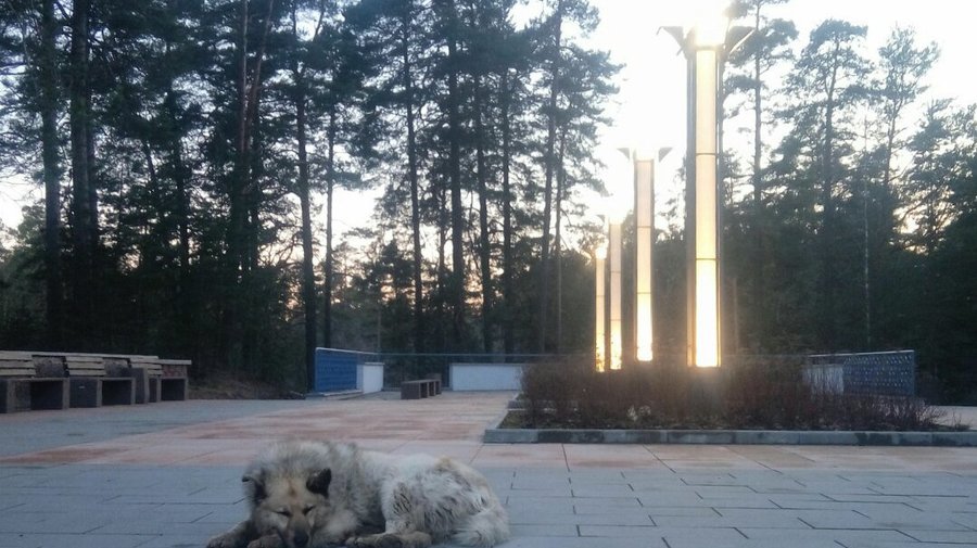 Пёс Кефир: Царь зверей в Сосновом Бору и лучшая собака России