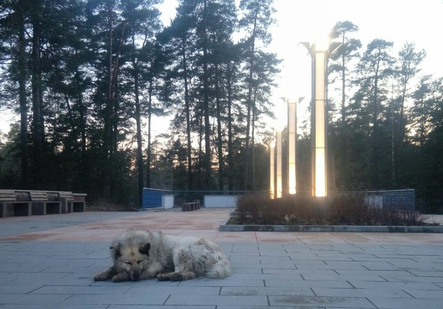 Пёс Кефир: Царь зверей в Сосновом Бору и лучшая собака России