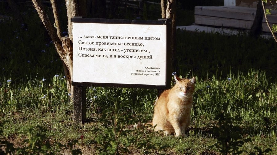В Пушкинском заповеднике есть свой пушистый смотритель — кот Рыжик