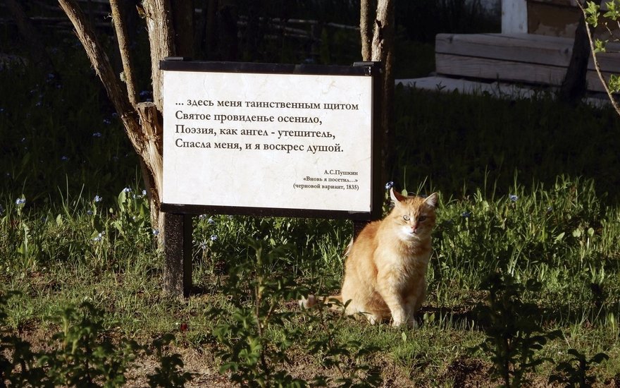 В Пушкинском заповеднике есть свой пушистый смотритель — кот Рыжик
