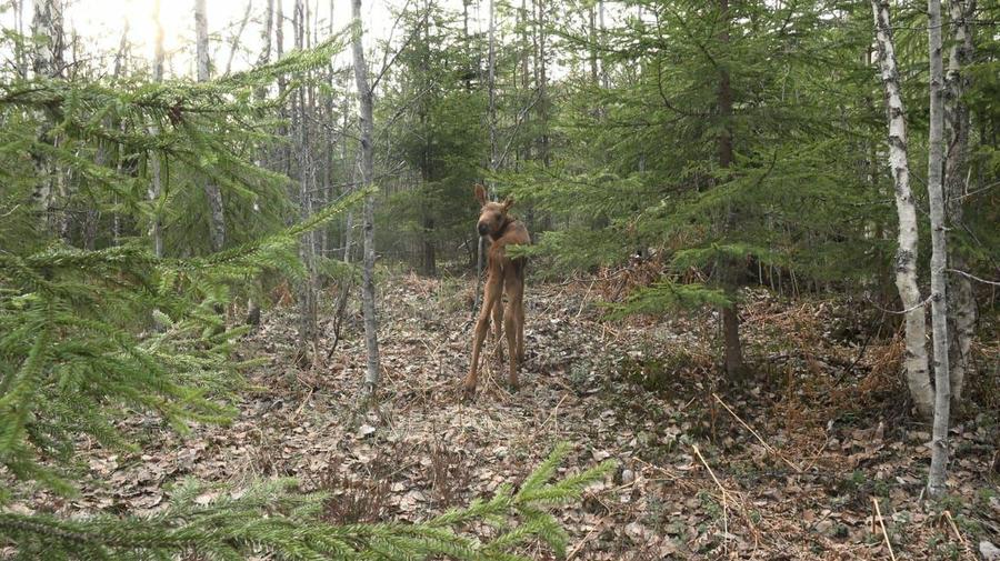 В Ленинградской области зоолог заметил лосёнка