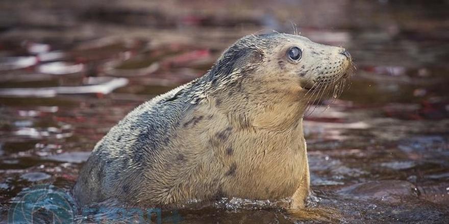В День эколога несколько выздоровевших тюленей выпустили на волю