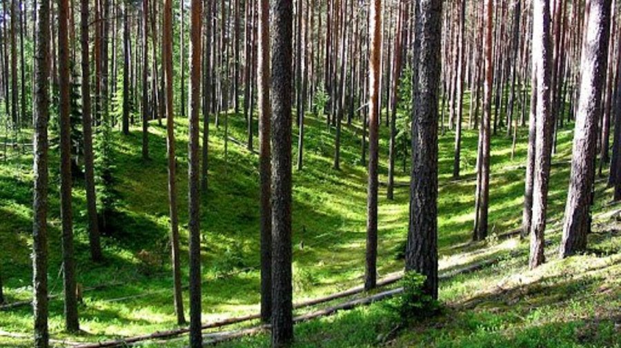 Петяярви