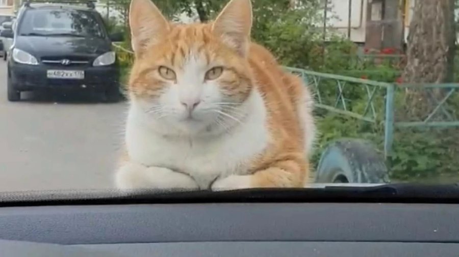 Самый наглый кот Петербурга обрёл дом