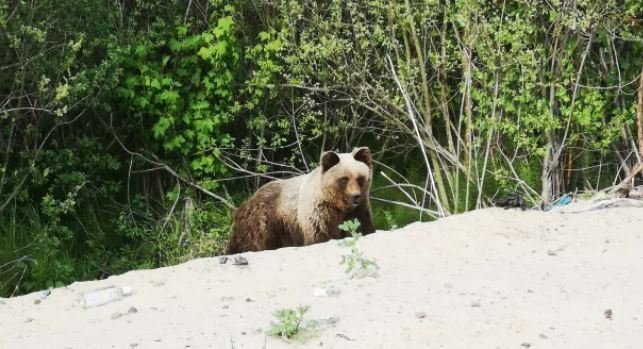 В Ленобласти обнаружили дружелюбного медведя