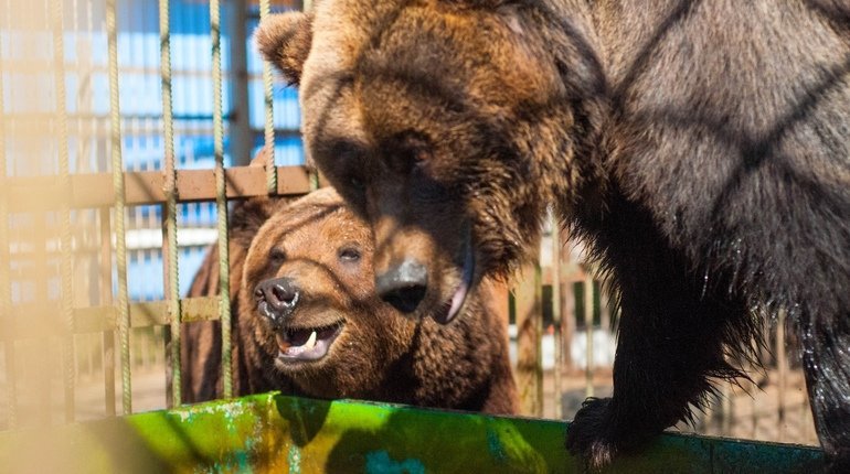 Центр «Велес» показал милые видео с местными медвежатами