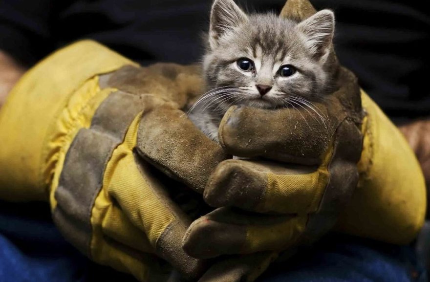 Во Всеволожском районе из пожара спасли четверых новорождённых котят