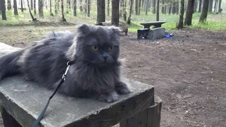 Кот из Петербурга отправился в путешествие без хозяина, но его обнаружили в Эстонии