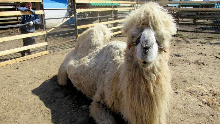 Знаменитый верблюд Кеша, попавший в «Велес» весной, уже обжился и демонстрирует большой аппетит