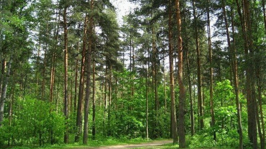 Сосновка