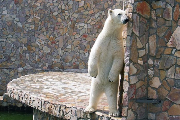 В Ленинградском зоопарке показали видео с охотой медведицы Хаарчааны