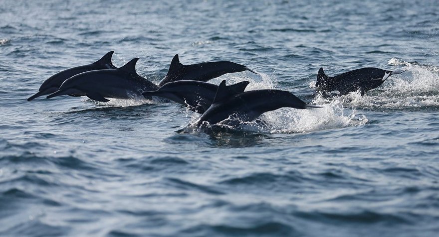Под Петербургом заметили дельфинов