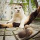 «Карантинный кошачий кинофестиваль»