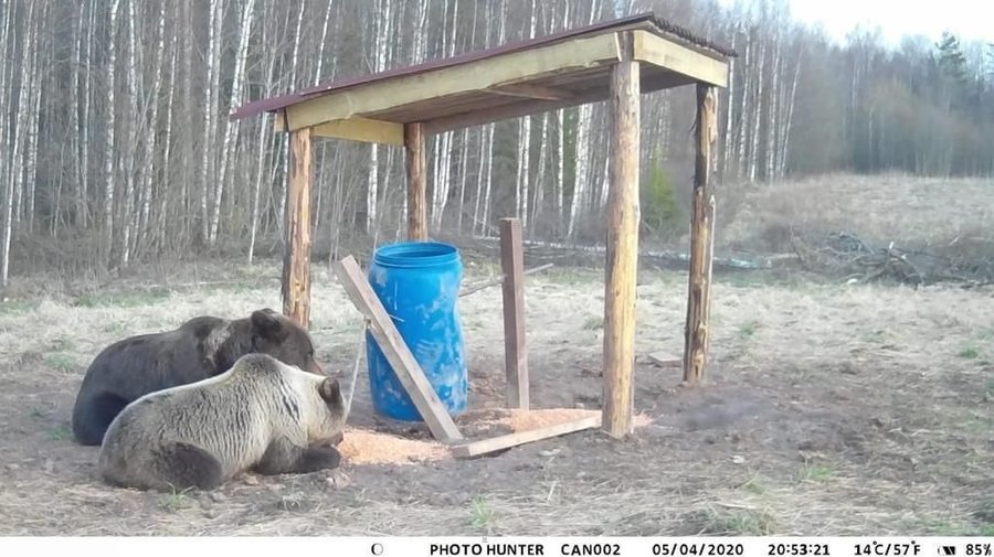 В Ленобласти медведи попадают в фотоловушки