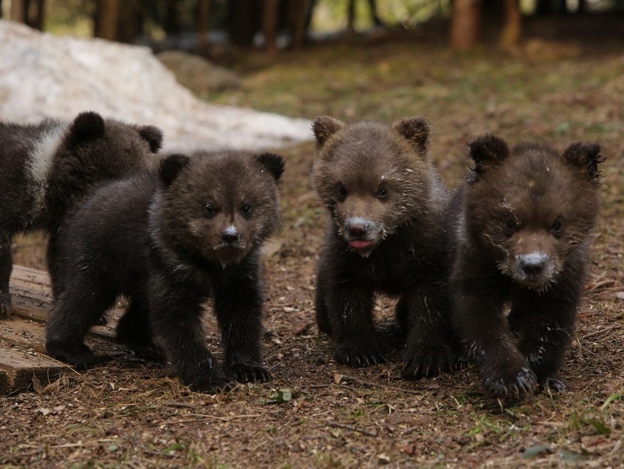 В центре спасения медвежат-сирот поделились видео с подрастающими медвежатами